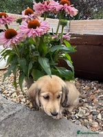 Miniature Dachshund dogs - Advert 9