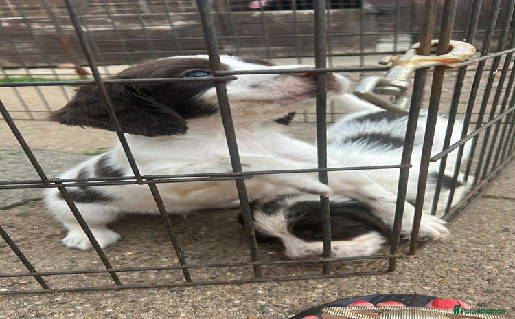 English Springer Spaniel dogs - Advert 14