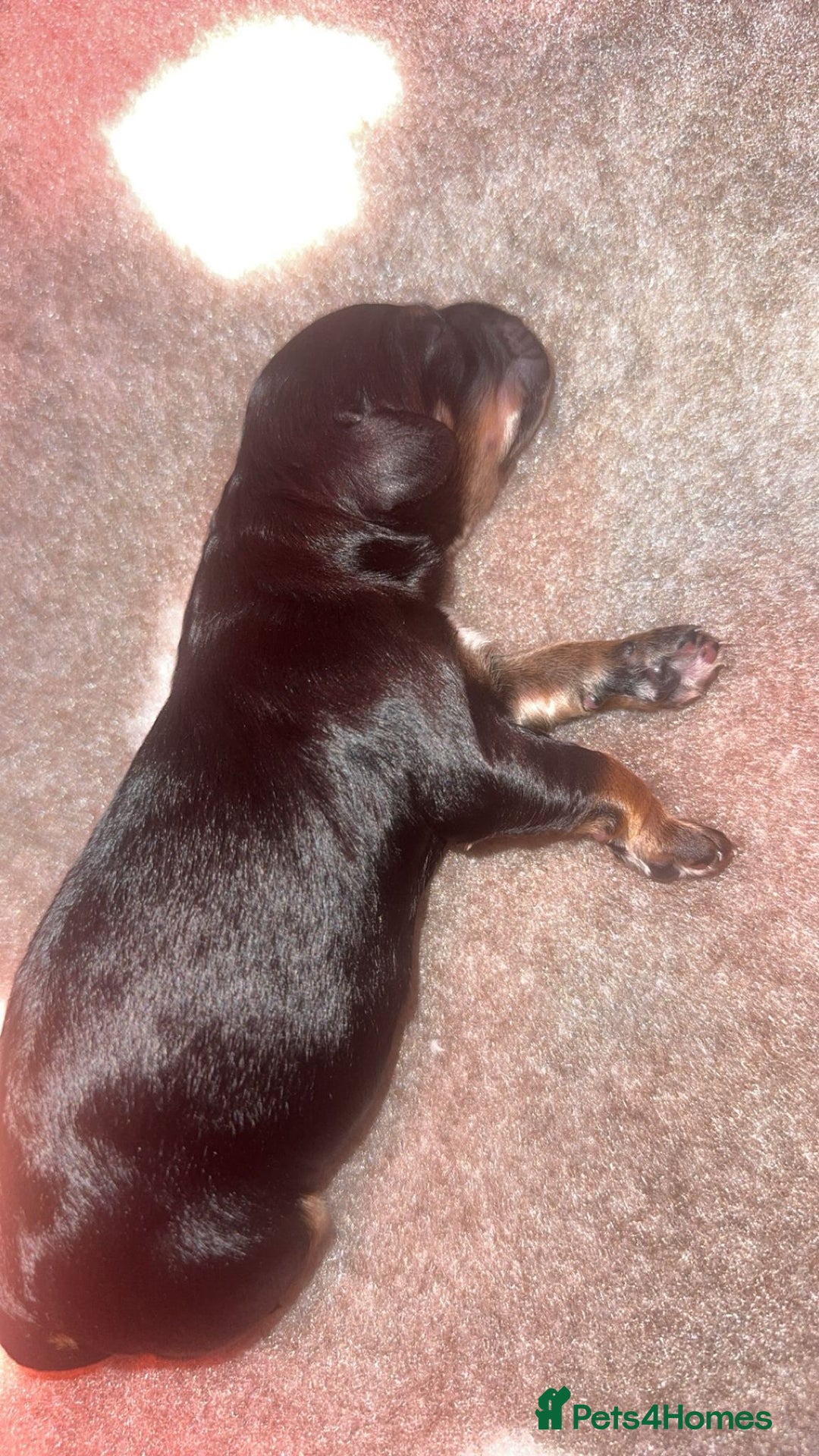 Cockapoo dogs for sale: CHAMPION COCKAPOO - Advert 13