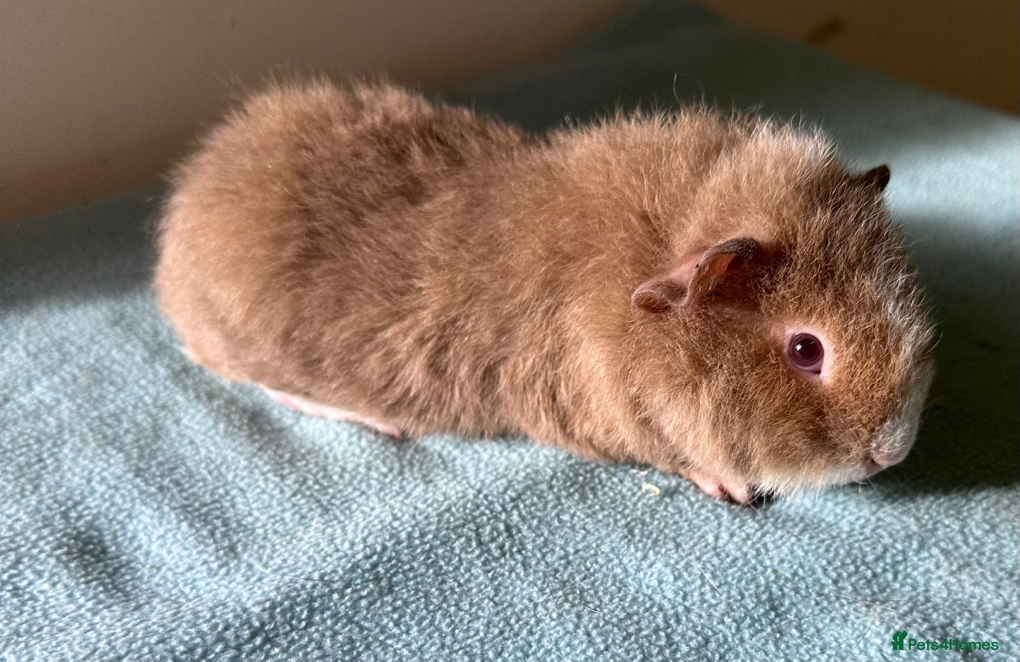 Guinea Pig rodents Four baby boys  - Advert 9