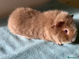 Guinea Pig rodents Four baby boys - Advert 9