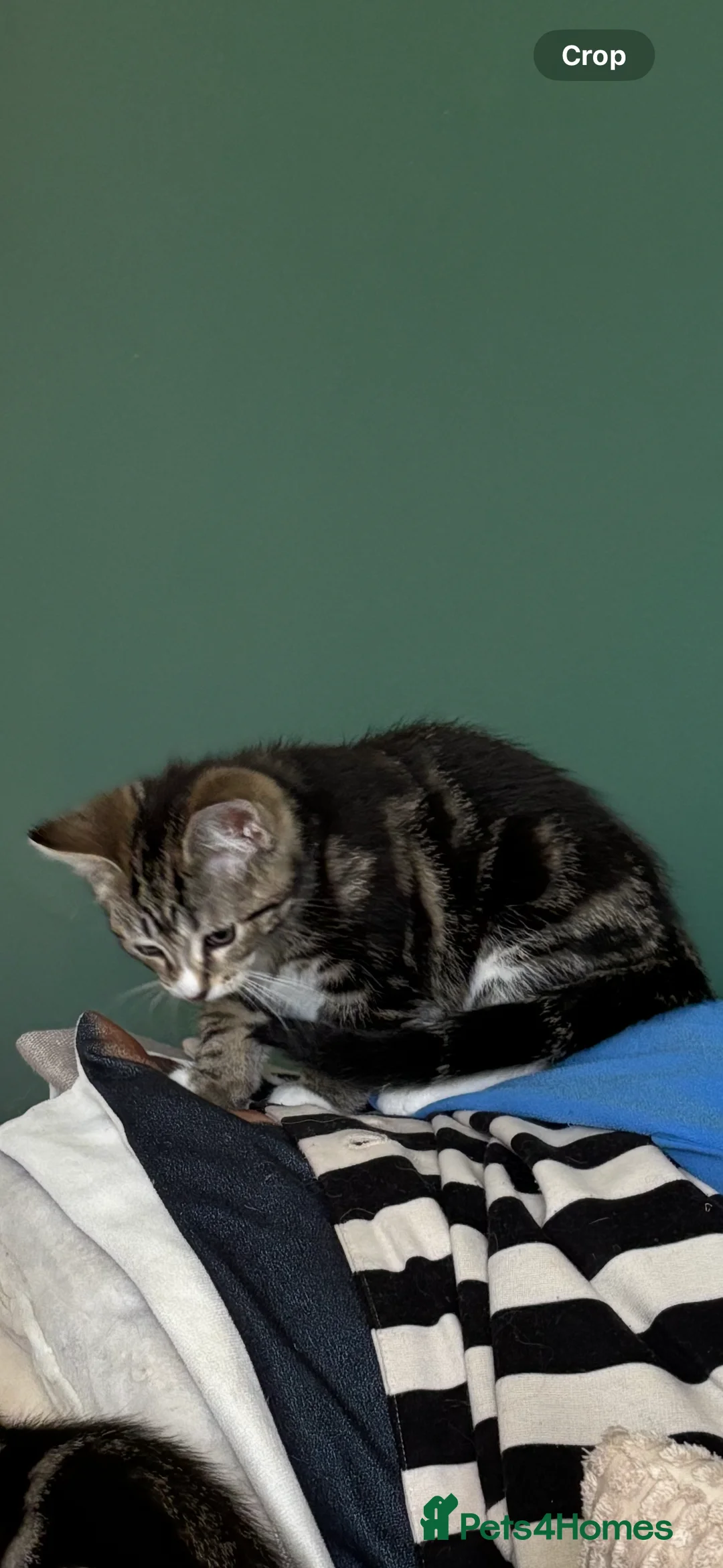 Mixed Breed cats for sale: Gorgeous kittens in Sandy - Advert 2