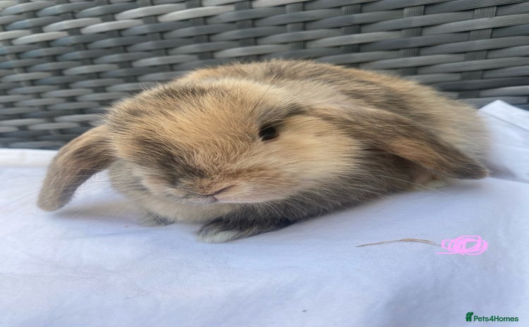 Mini Lop rabbits - Advert 6