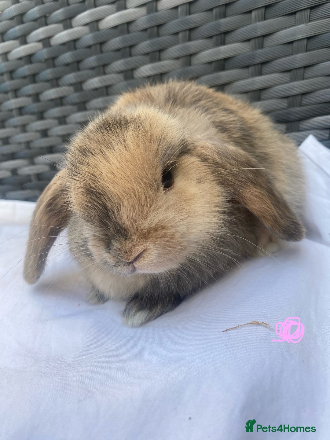 Mini Lop rabbits for sale: Mini lop litter ready now  - Image 1