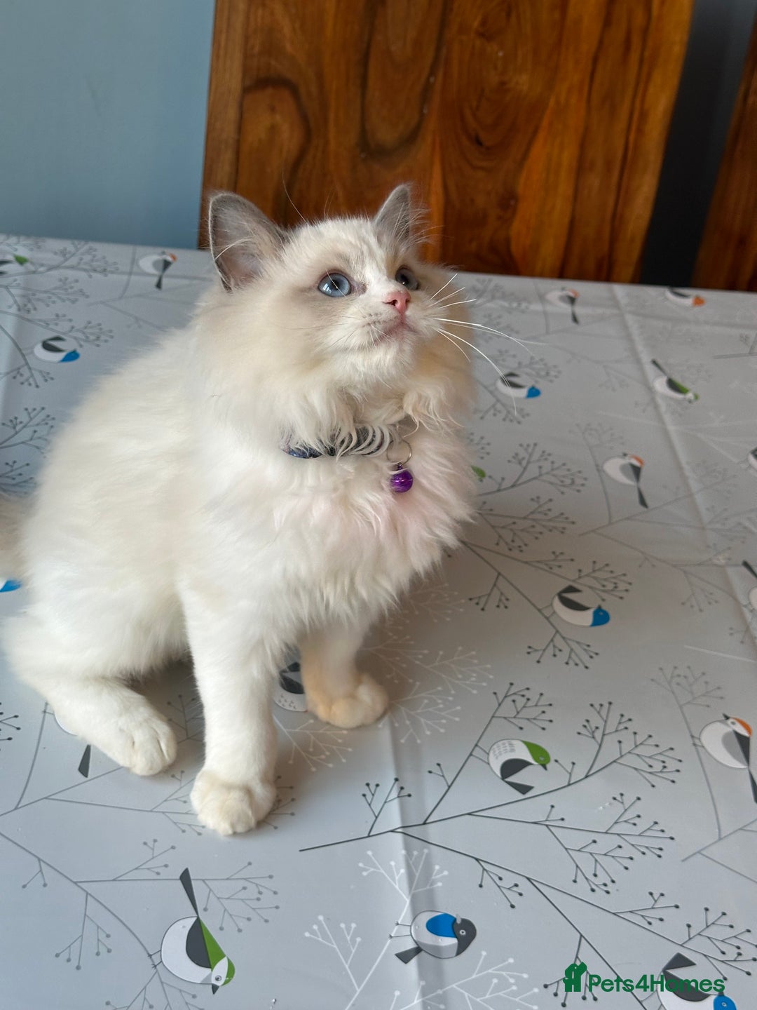 Ragdoll cats for sale: TICA Registered Ragdoll Kittens - Advert 38