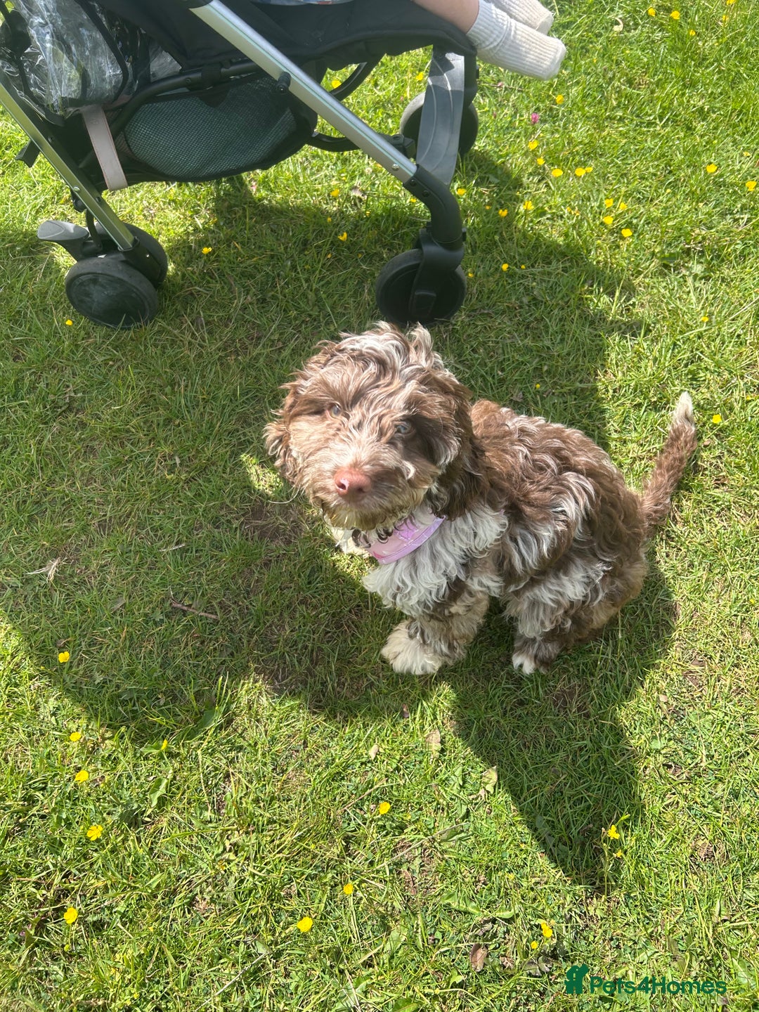 Cockapoo dogs for sale: 2 cockapoo 1 cavapoo  - Image 6