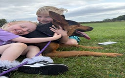 Mixed Breed dogs for sale: Gorgeous Chinese red dog cross  - Image 11