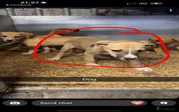 Lurcher dogs for sale: Lurcher pups available  - Image 5