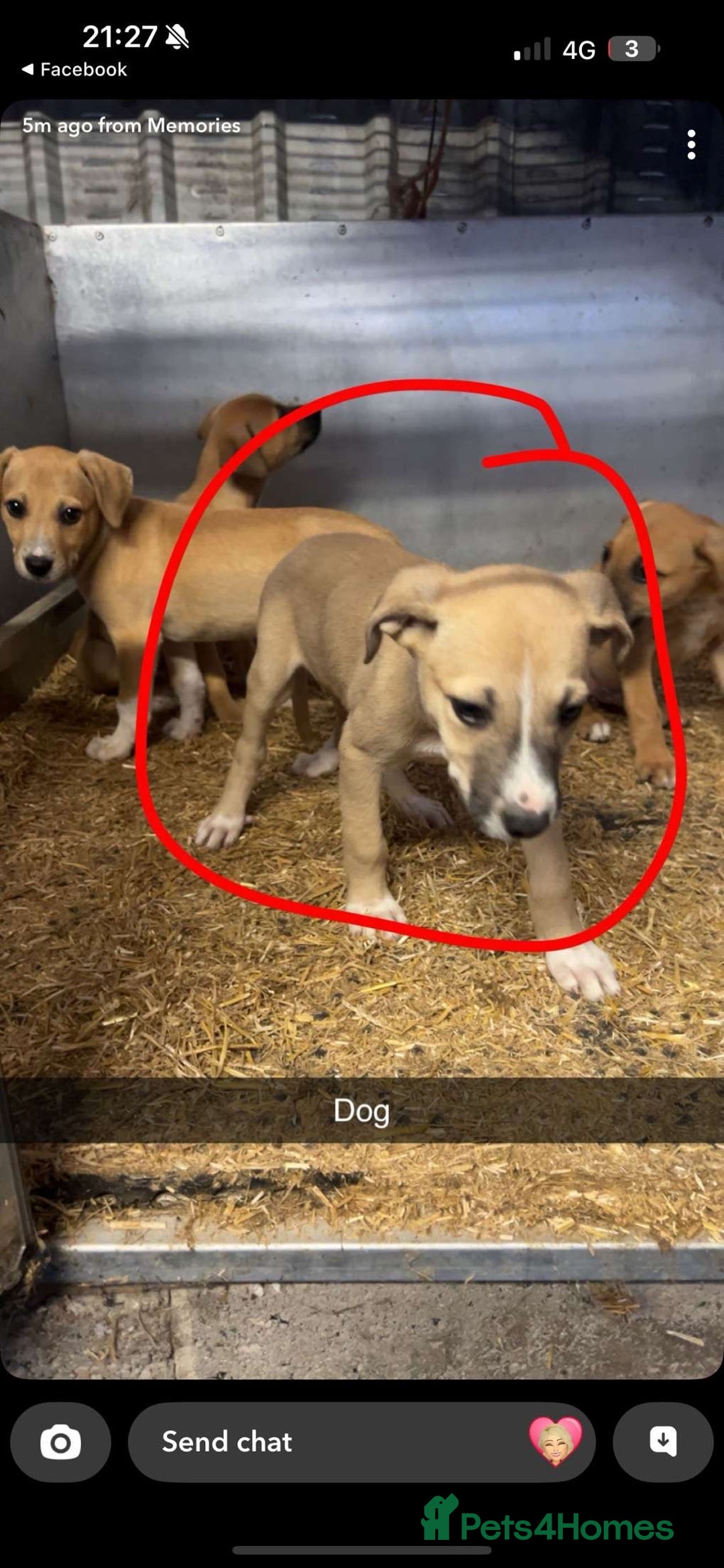 Lurcher dogs for sale: Lurcher pups available  - Image 5