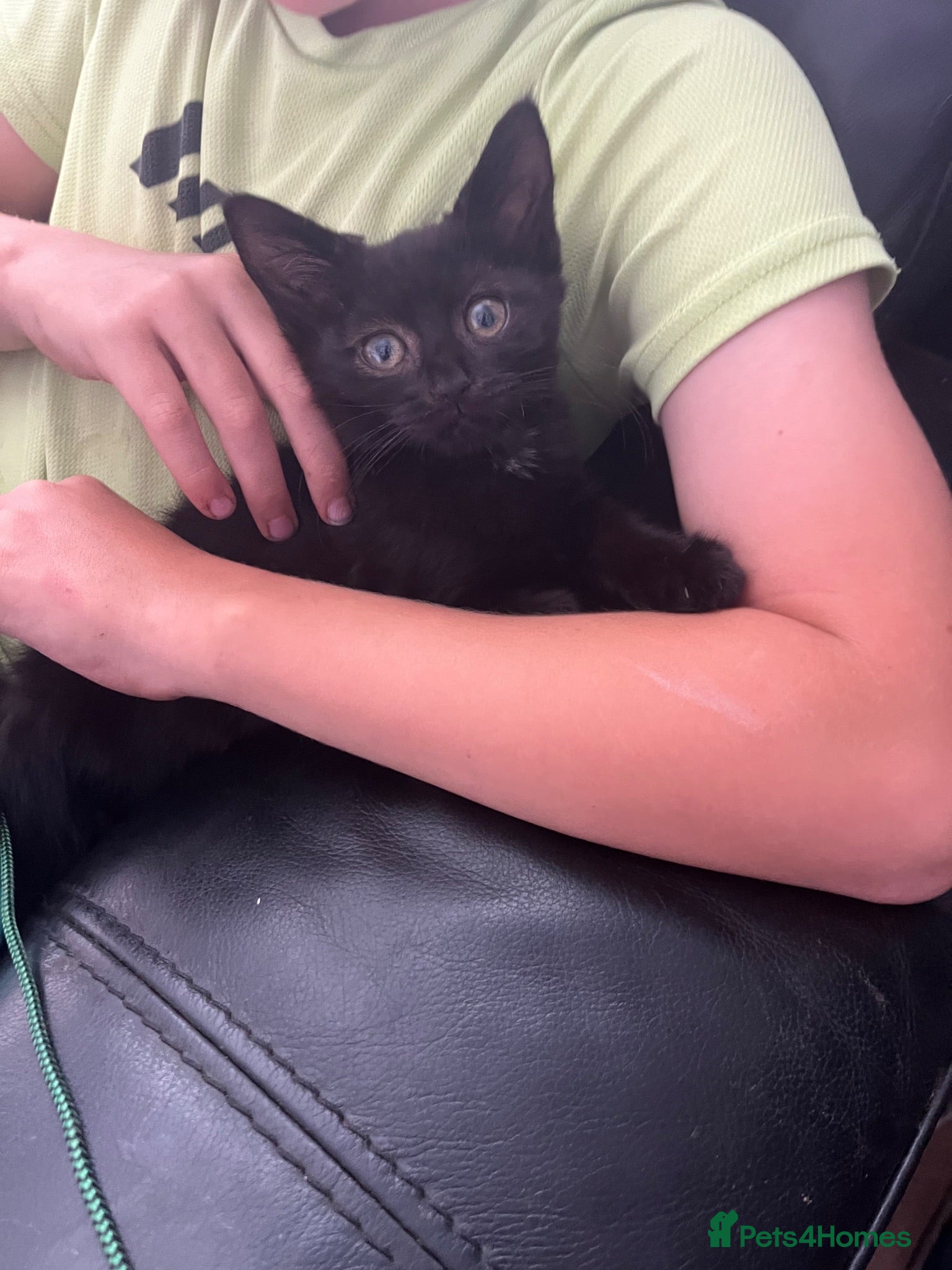Mixed Breed cats 3 kittens for sale ready for new home  - Advert 12