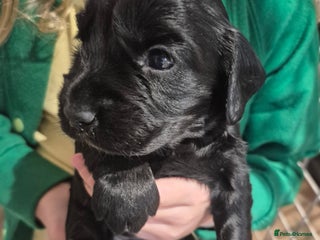 Cocker Spaniel dogs - Advert 33