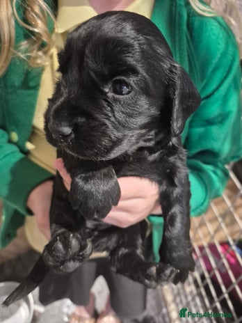Cocker Spaniel dogs - Advert 3