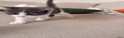 Mixed Breed cats for sale: Gorgeous kittens  in Woking - Advert 34