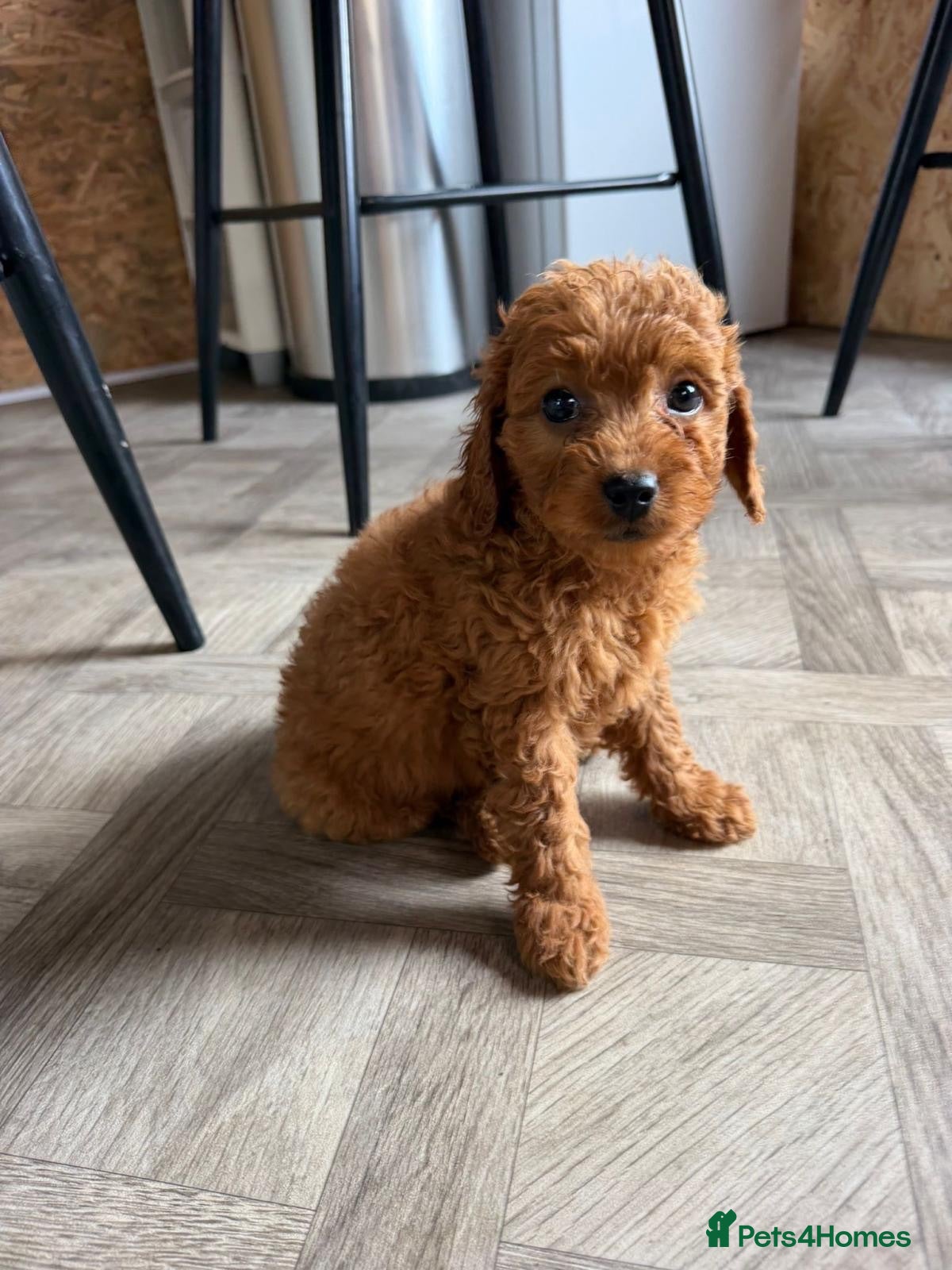 Cavapoo dogs Cavapoo puppies  - Advert 1