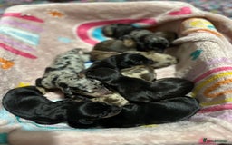 Dachshund dogs for sale: Mini dachshunds - 2 girls & 4 boys available - Image 4