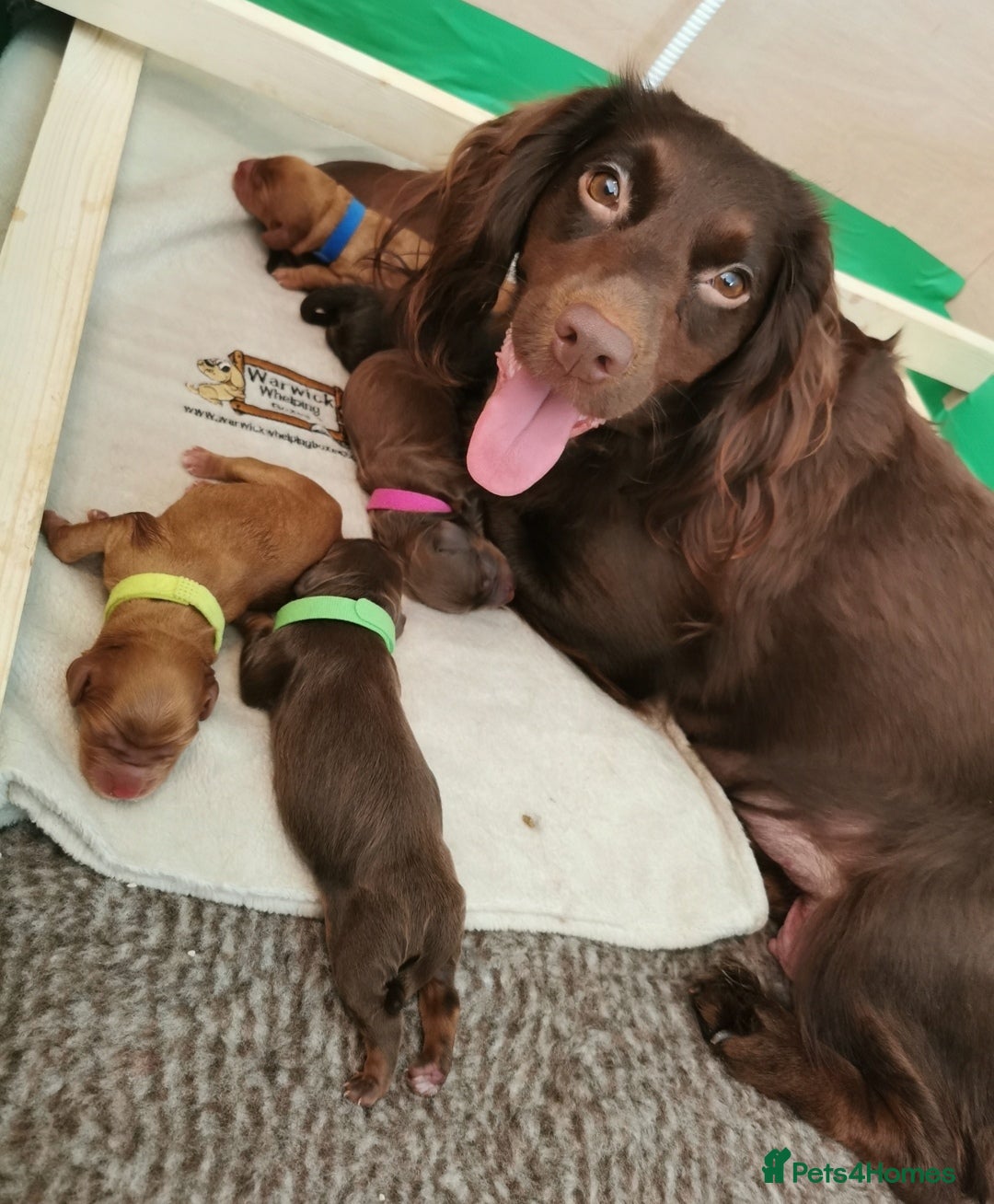 Cocker Spaniel dogs FTCH Pedigree Working Cocker Spaniels  - Advert 5