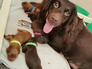 Cocker Spaniel dogs FTCH Pedigree Working Cocker Spaniels - Advert 5