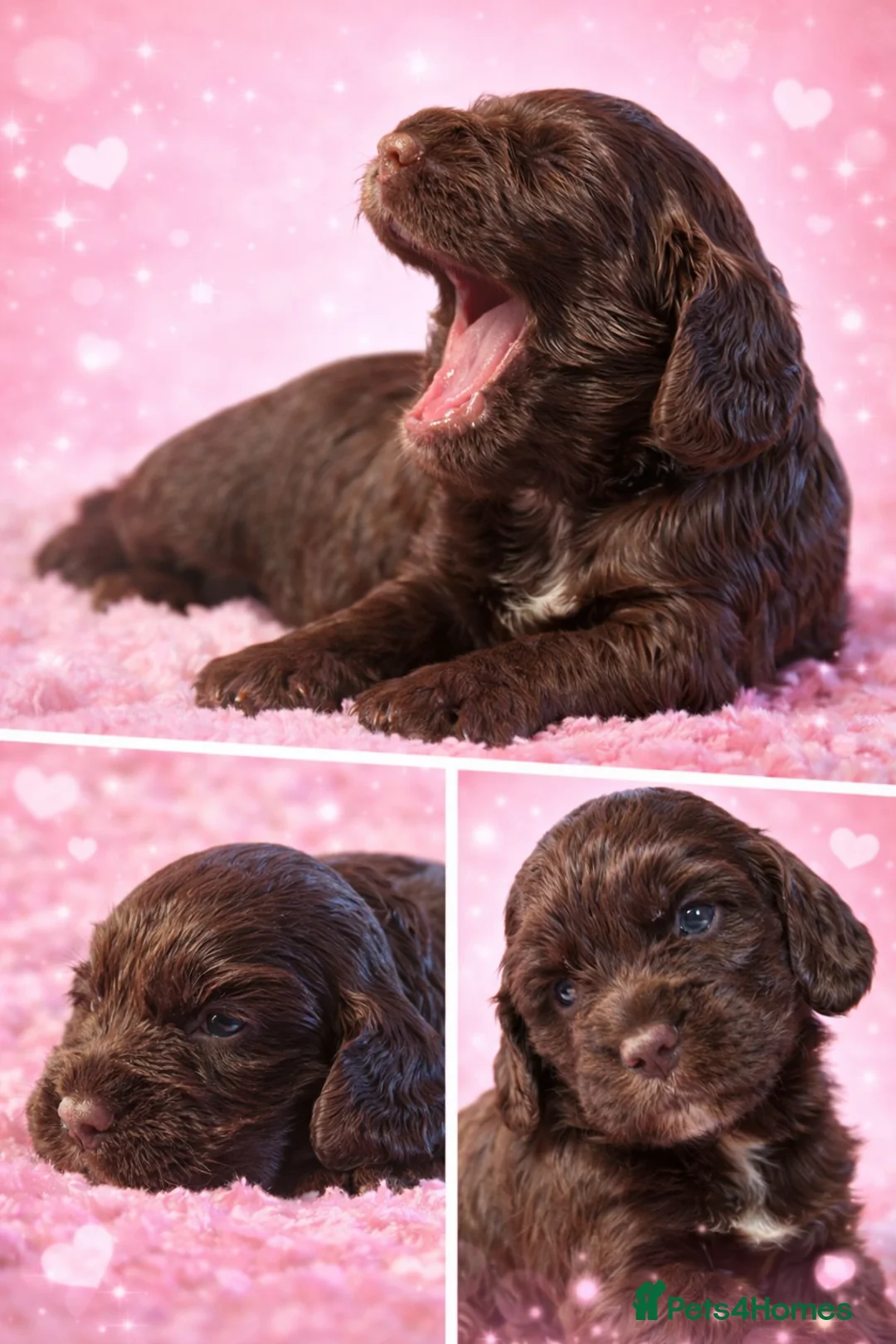 Cocker Spaniel dogs for sale: 2 female working cocker spaniels remaming  - Advert 2