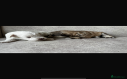 Miniature Schnauzer dogs for sale: Beautiful chocolate miniature schnauzer puppy  - Advert 5