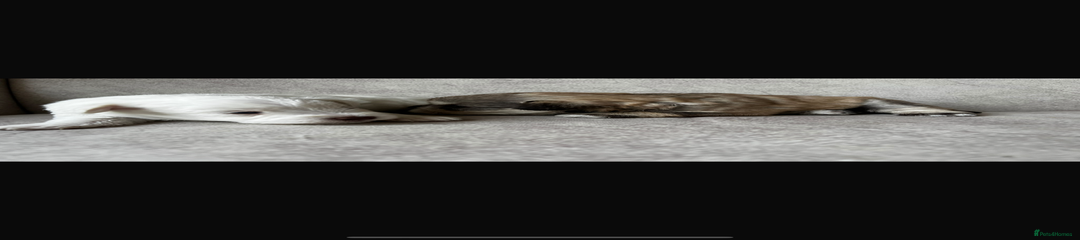 White Miniature Schnauzer Puppy 2