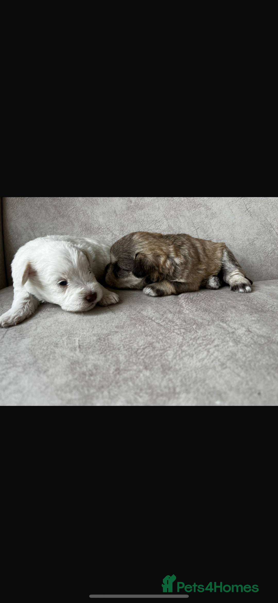 Miniature Schnauzer dogs for sale: Beautiful chocolate miniature schnauzer puppy  - Advert 5