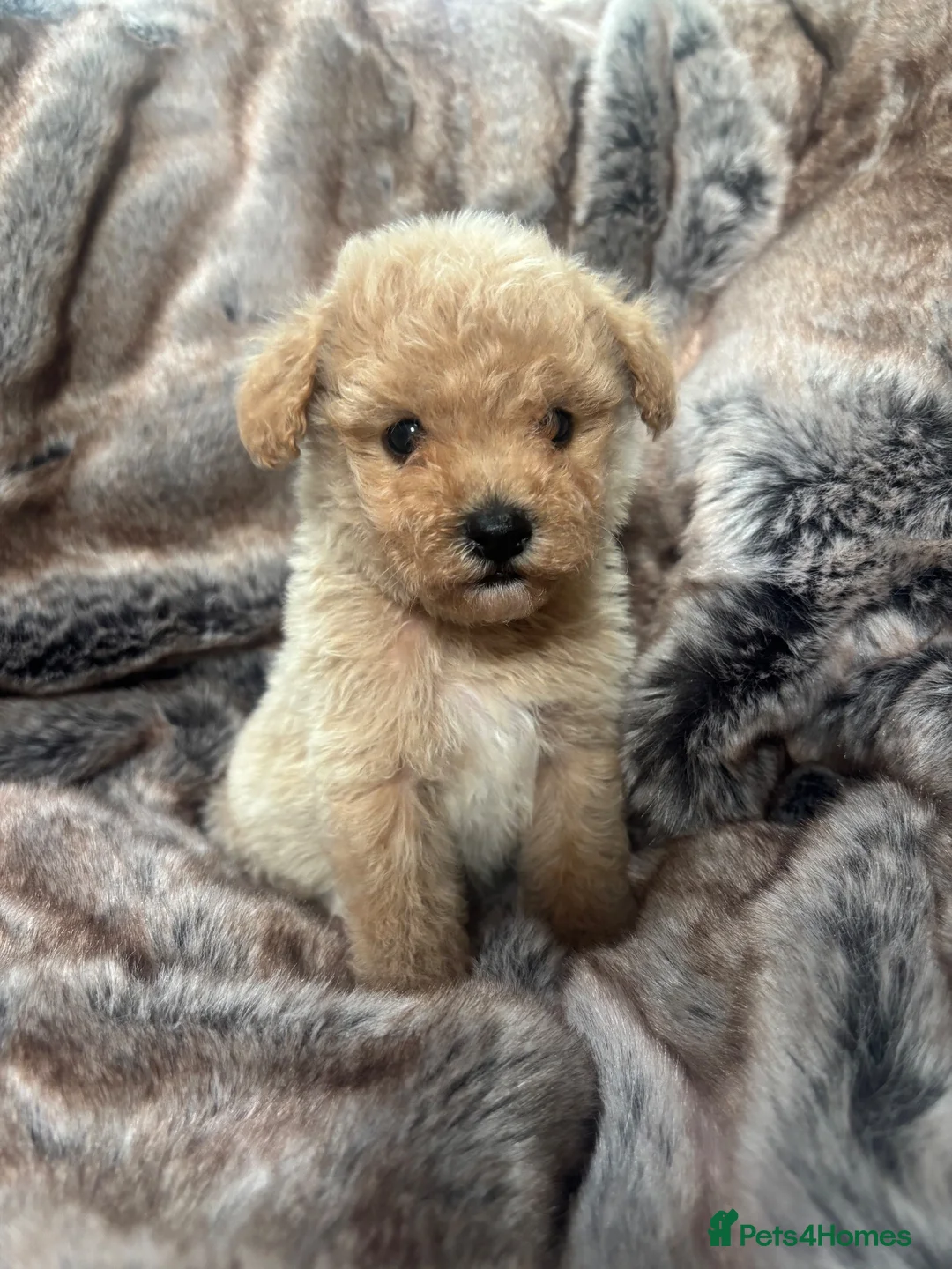 Poochon dogs for sale: Health tested Poochons Unique Colours inc Merle - Advert 17