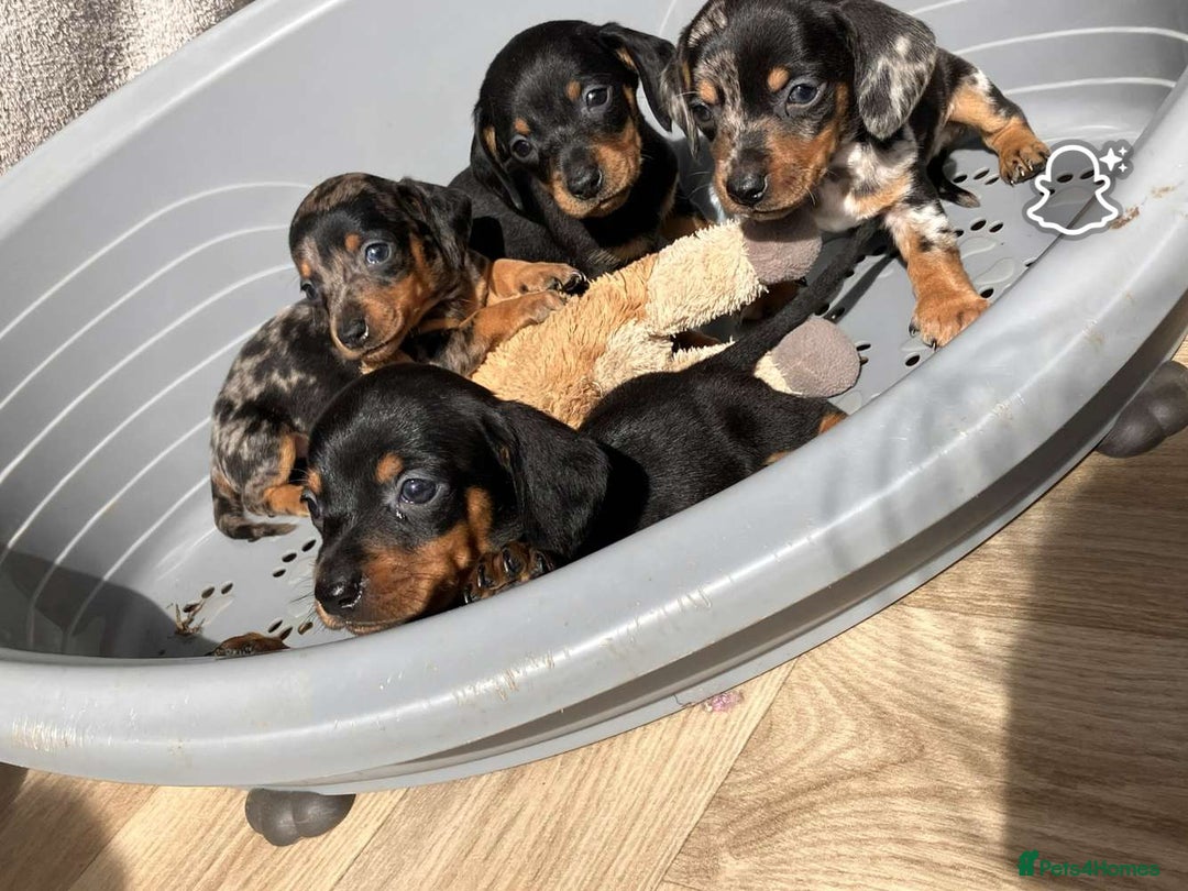 Miniature Dachshund dogs for sale: Miniature dachshund puppies - Image 4