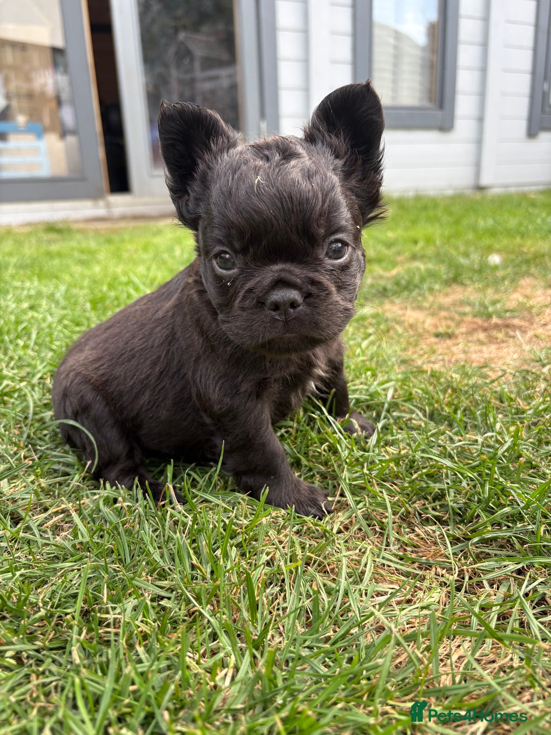 French Bulldog dogs for sale: *Fluffy French Bulldog Pups-4 reserved* - Image 33