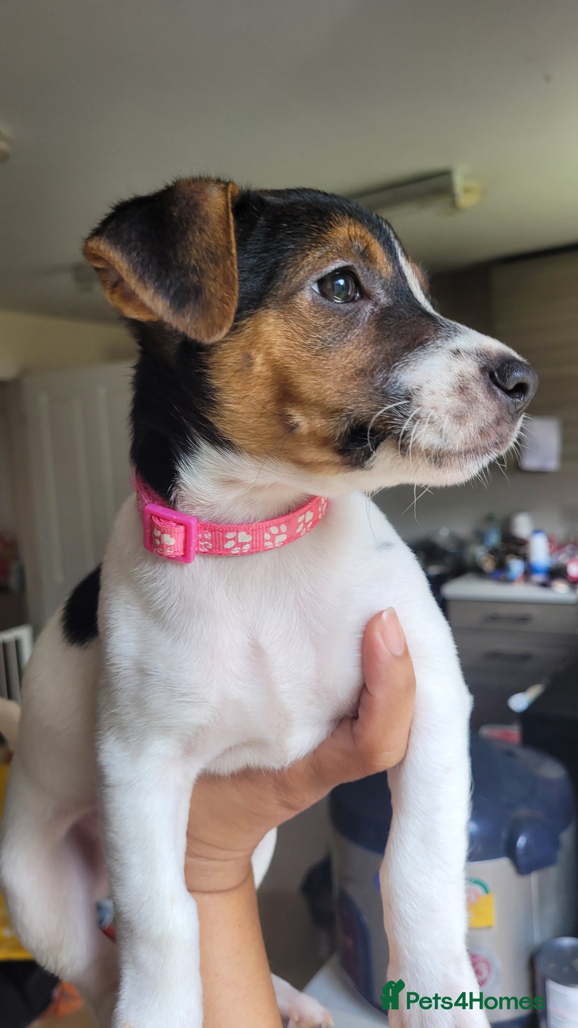 Jack Russell dogs Beautiful Female Pure Breed Jack Russell Terrier - Advert 1