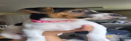 Jack Russell dogs for sale: Beautiful Female Pure Breed Jack Russell Terrier - Advert 1