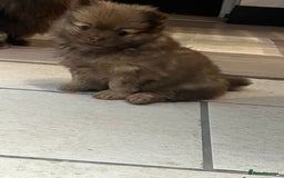 Pomeranian dogs for sale: Beautiful short snout kc pomeranian puppies - Image 6