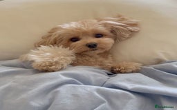 Maltipoo dogs for sale: Gorgeous Girl Ella 7 Months Old - Image 7