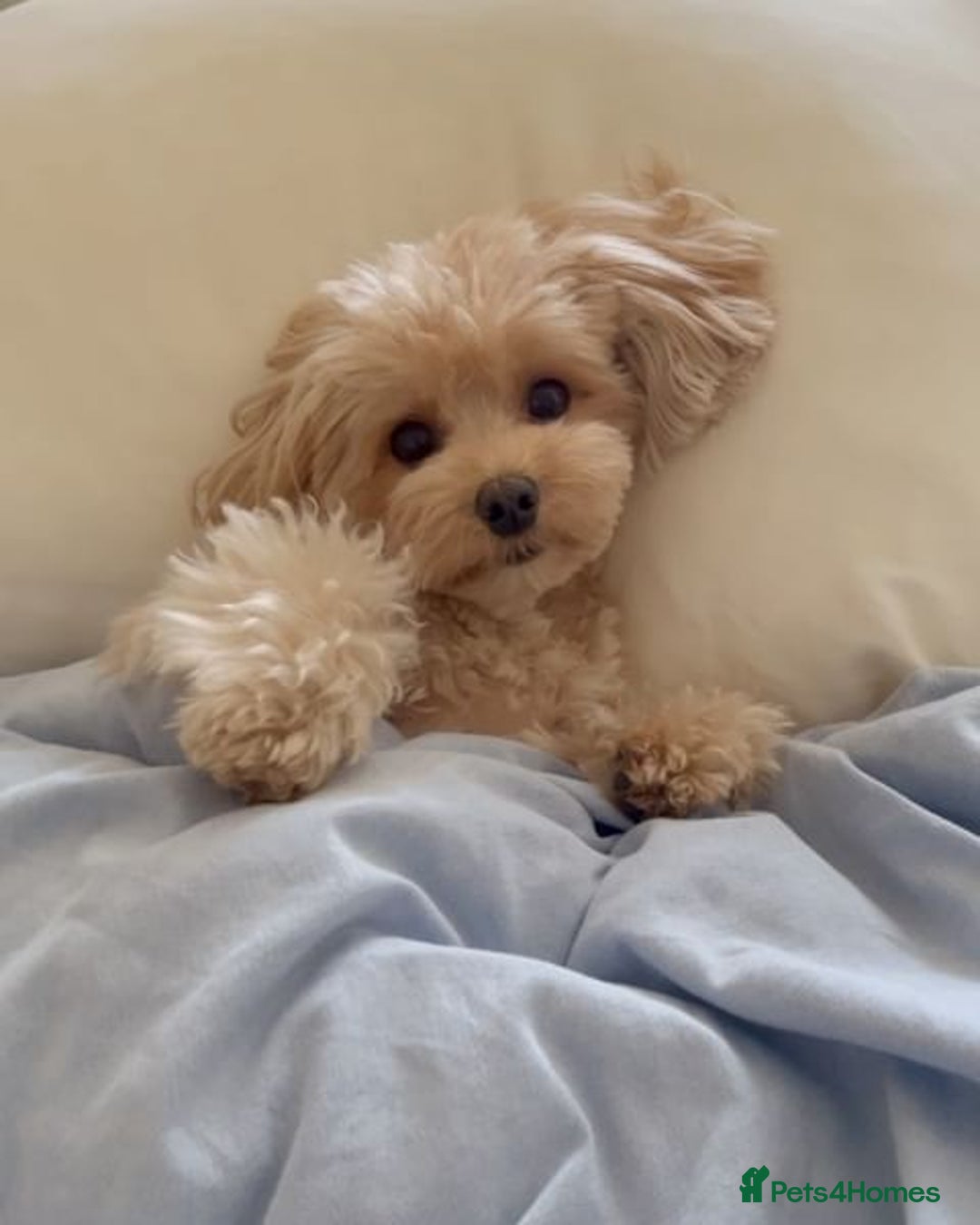 Maltipoo dogs for sale: Gorgeous Girl Ella 7 Months Old - Image 7