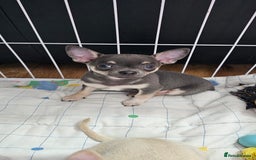 Chihuahua dogs for sale: Chihuahua puppies smooth coat - Image 1