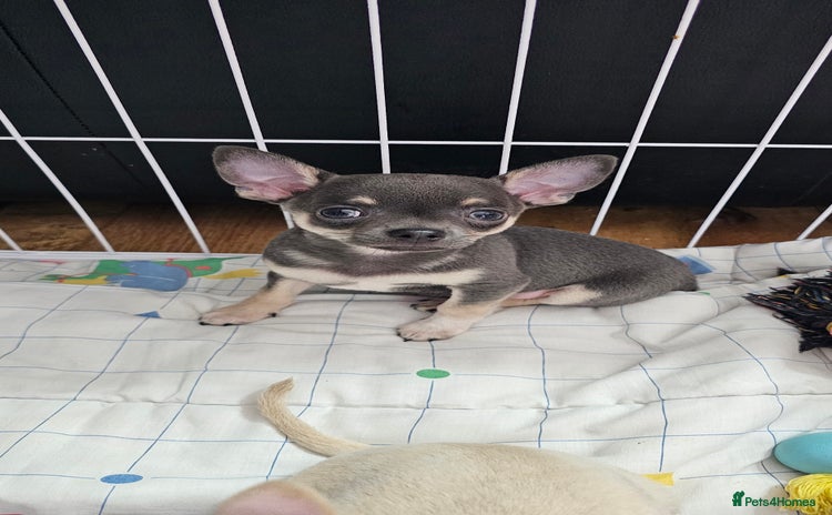 Chihuahua dogs - Advert 1