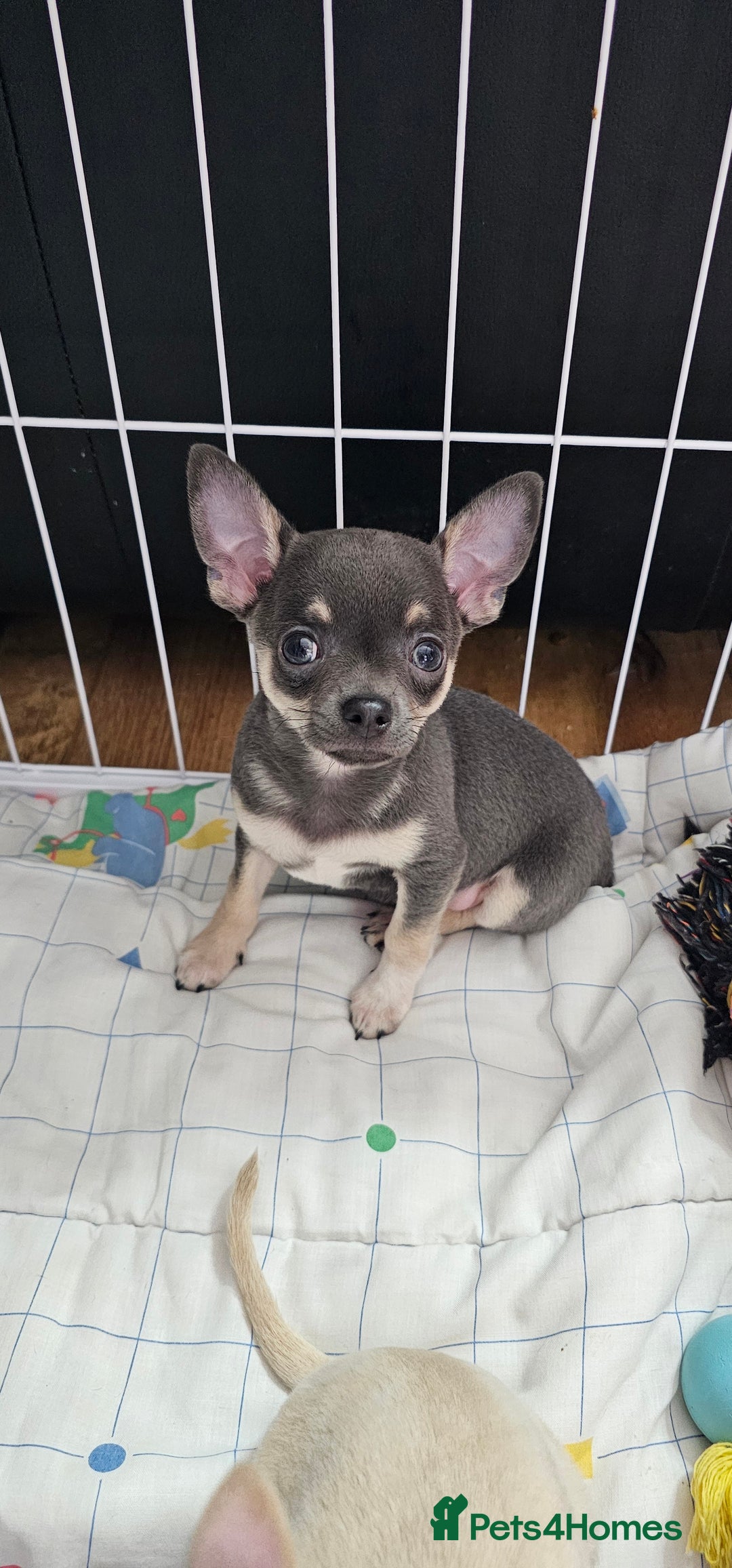 Chihuahua dogs for sale: Chihuahua puppies smooth coat - Image 1