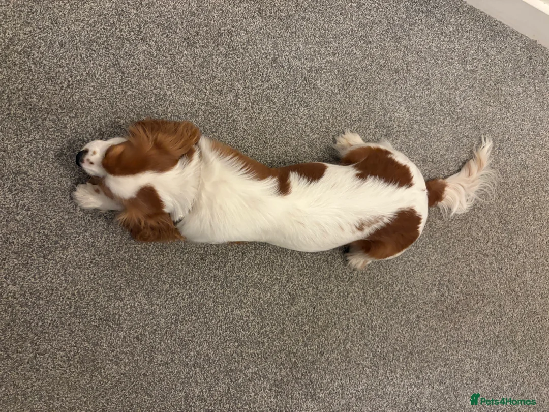 Cavalier King Charles Spaniel dogs for sale: Harper the Cavalier King Charles Spaniel - Advert 5