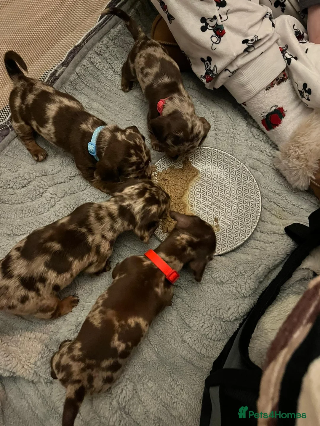 Miniature Dachshund dogs for sale: READY NOW 1 female dapple mini dachshund - Advert 18