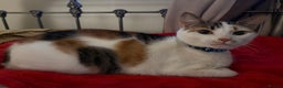 Mixed Breed cats for sale: Bella & Kali - Sisters Looking for a Loving Home - Advert 14