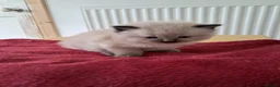 Ragdoll cats for sale: GCCF Ragdoll kittens available 28th June.  - Advert 8