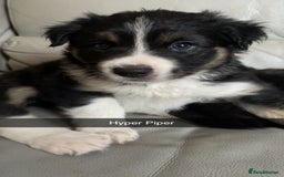 Border Collie dogs for sale: Border collie pups - Image 8