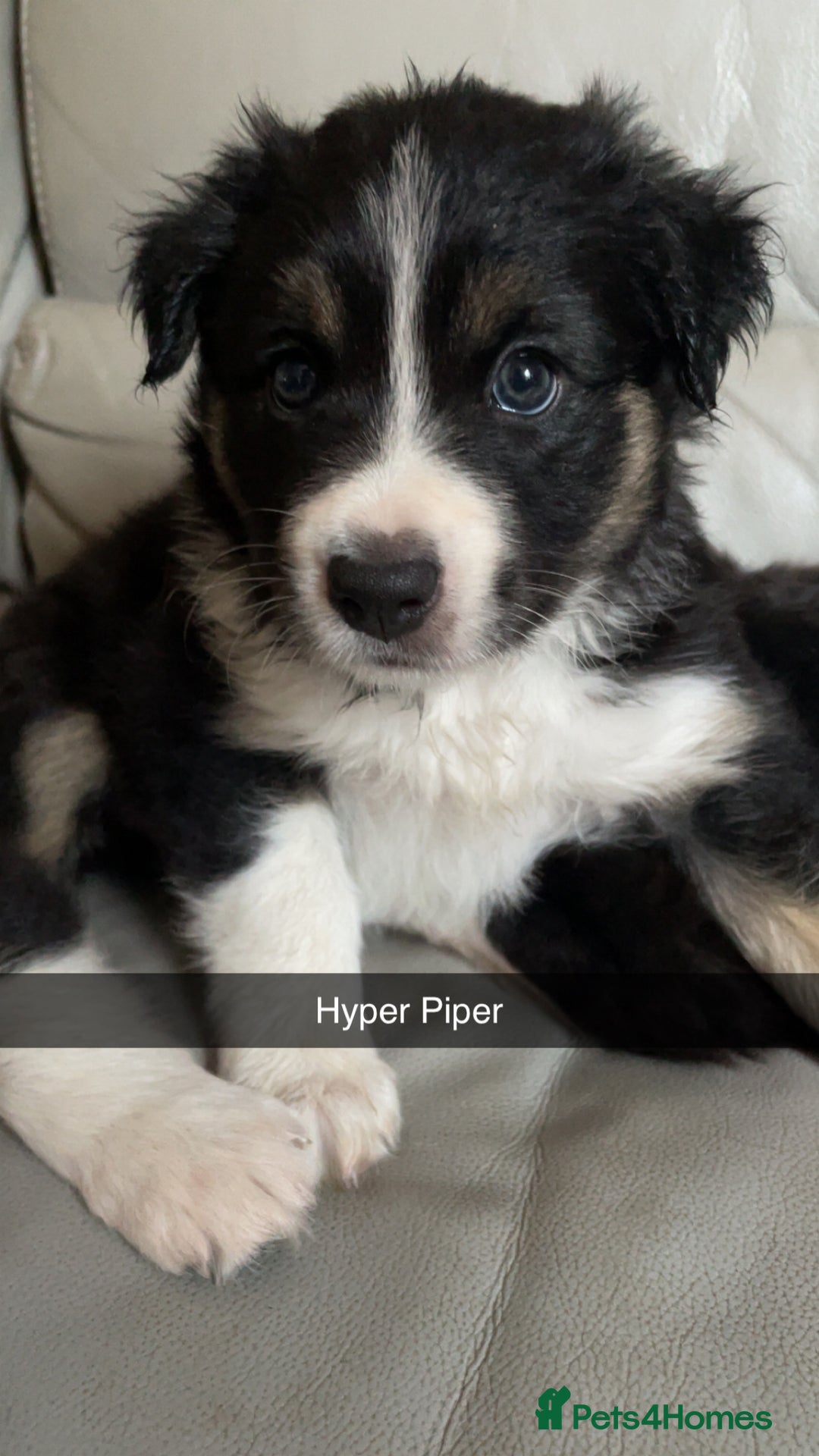 Border Collie dogs for sale: Border collie pups - Image 8