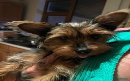 Yorkshire Terrier dogs for sale: Miniature female Yorkshire terrier - Advert 2