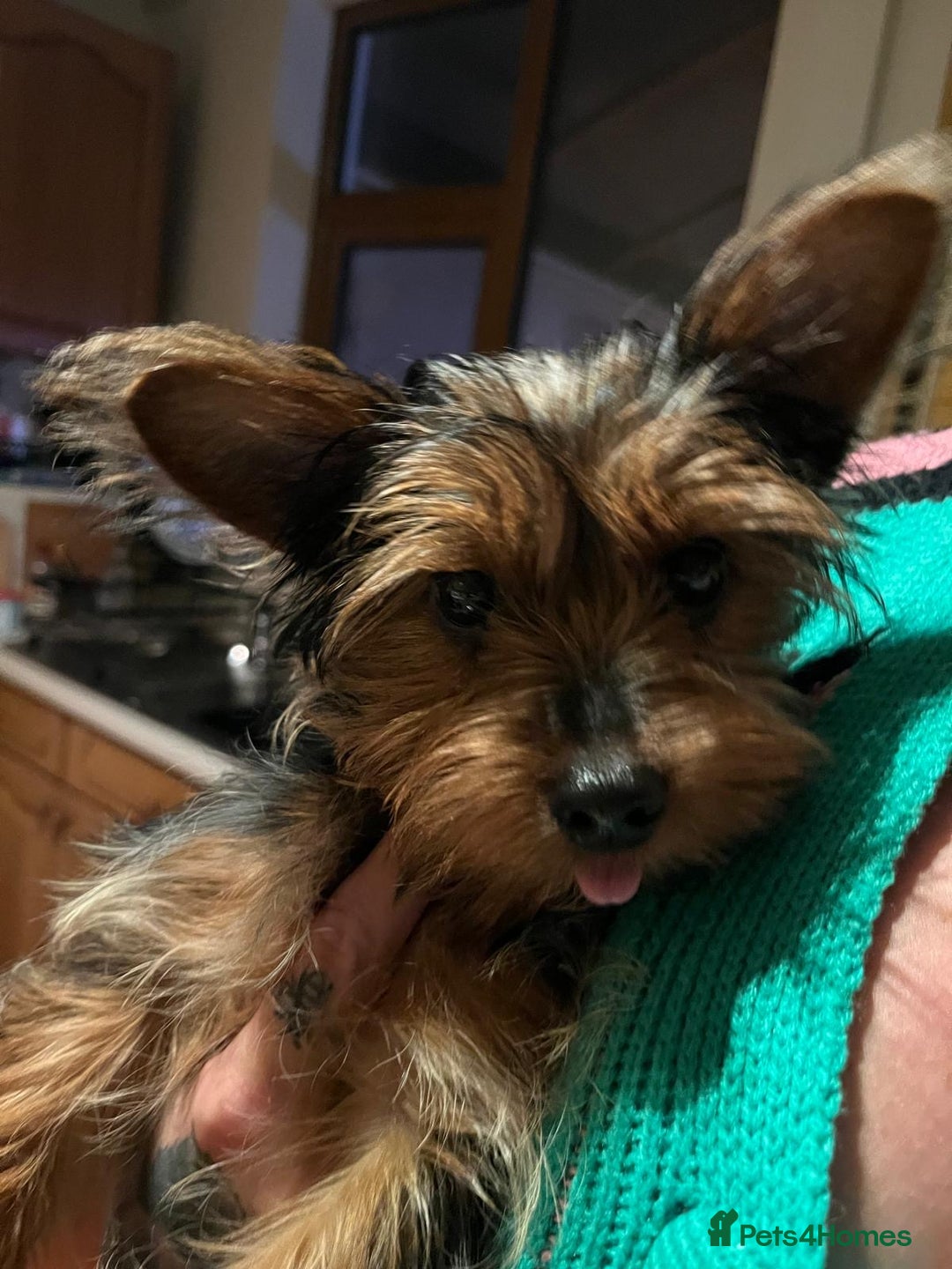 Yorkshire Terrier dogs for sale: Miniature female Yorkshire terrier - Advert 2