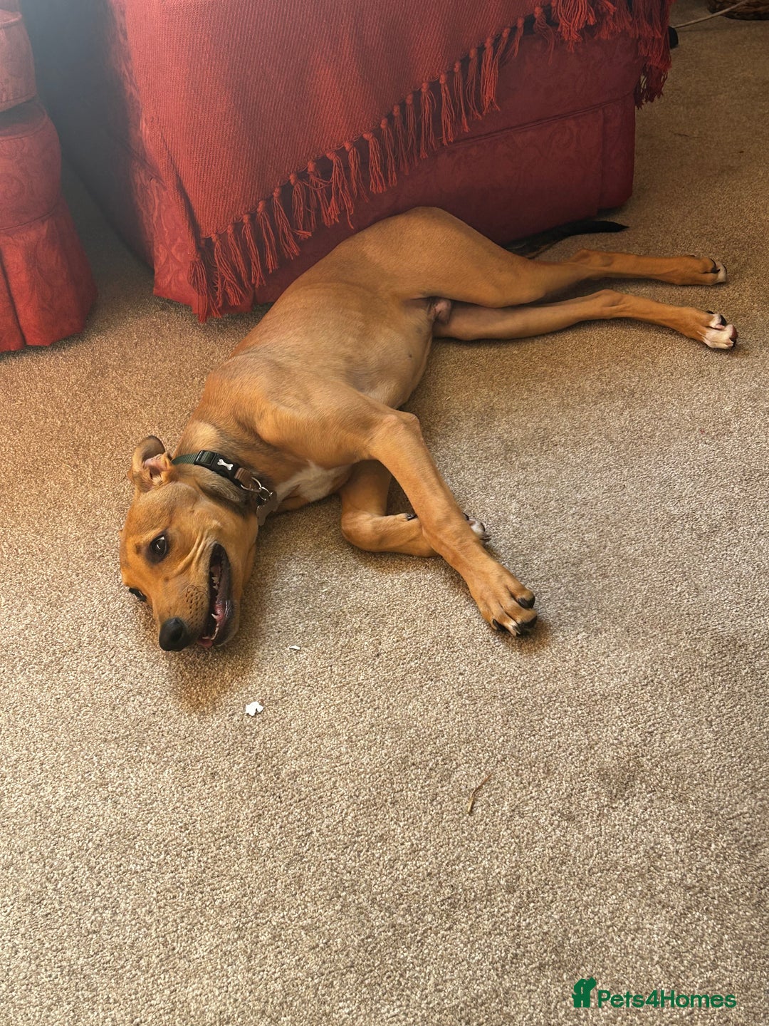 Lurcher dogs for sale: Loving 6Month Old Lurcher Puppy - Image 24