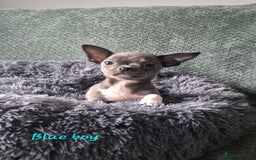 Chihuahua dogs for sale: ❤️Amazing Chihuahua Puppies - Image 4