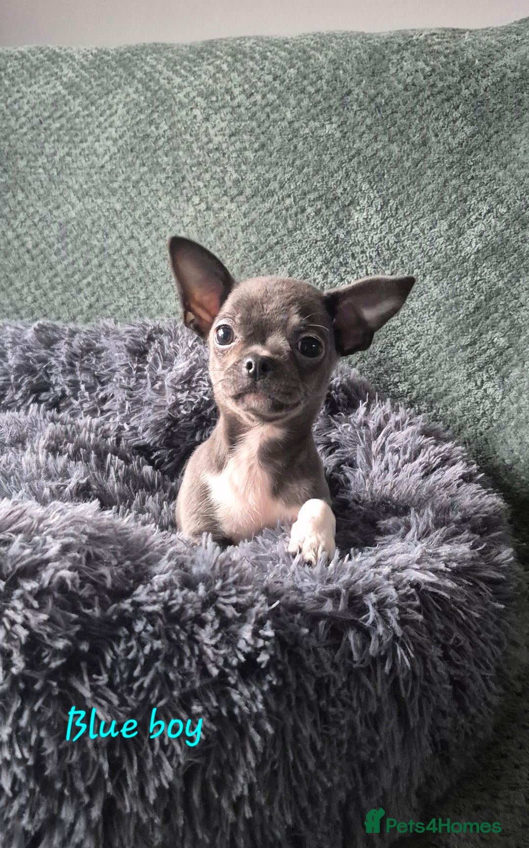 Chihuahua dogs for sale: ❤️Amazing Chihuahua Puppies - Image 4
