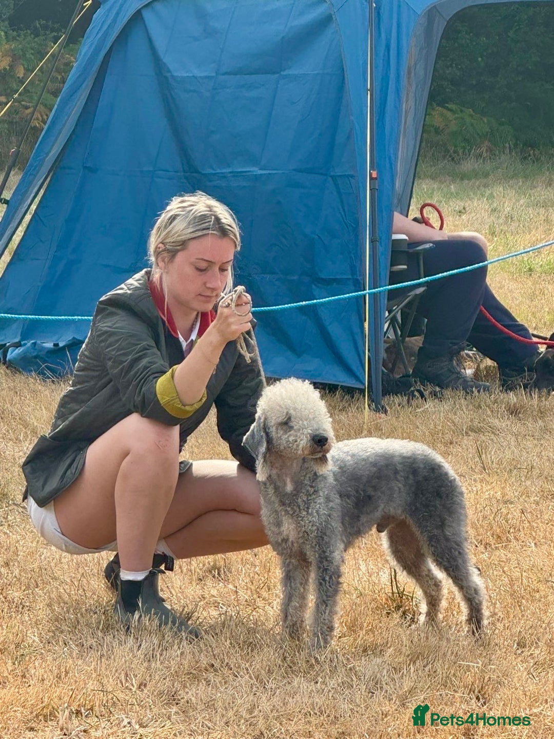 Mixed Breed dogs for sale: Stunning F1 Beddy Whippet Pups — Hearts Will Melt - Advert 7