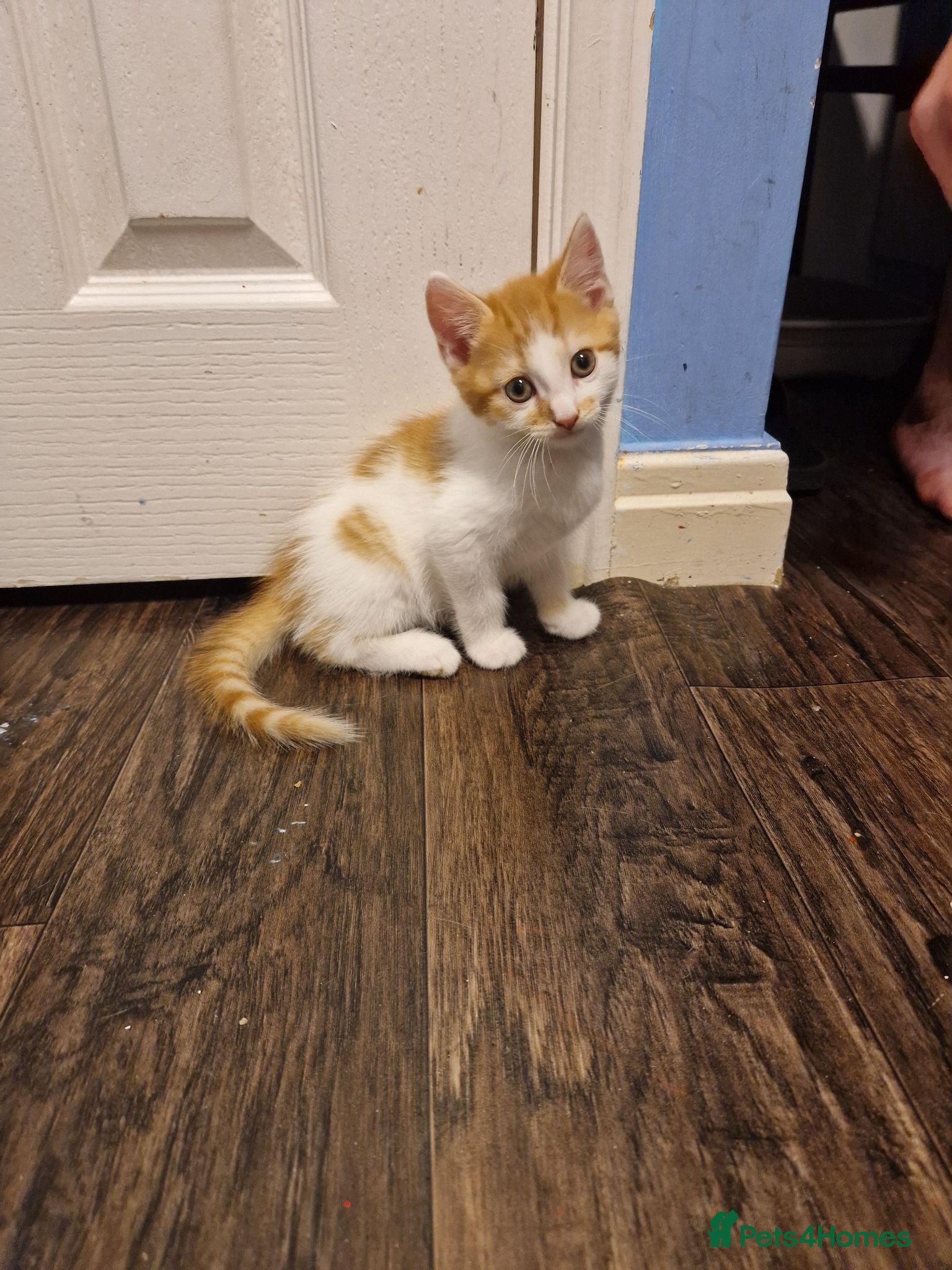 Mixed Breed cats 💥💥💥Siberian cross 💥💥💥 - Advert 18