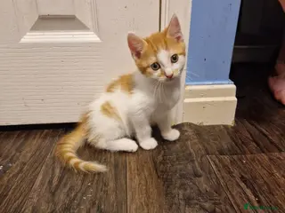 Mixed Breed cats 💥💥💥Siberian cross 💥💥💥 - Advert 18